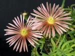Delosperma Hybrid 'apricot'